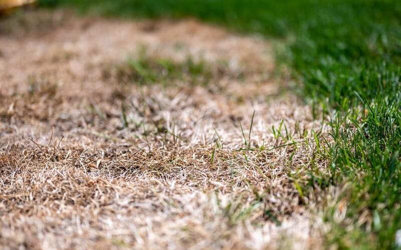 Brown Patch Lawn Disease.